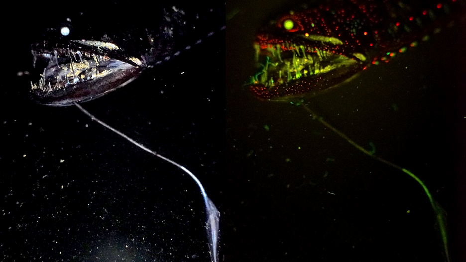 dragon-fish-abyss-credit-jerome-mellefet